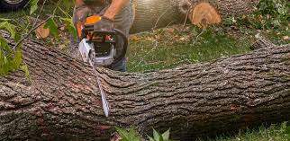 Best Hedge Trimming  in Bradley, WV