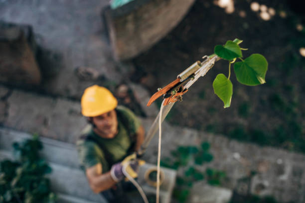 Best Storm Damage Tree Cleanup  in Bradley, WV