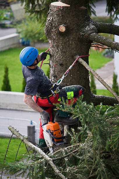 Best Lawn Renovation and Restoration  in Bradley, WV