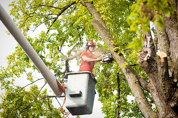 Bradley, WV Tree Removal Company