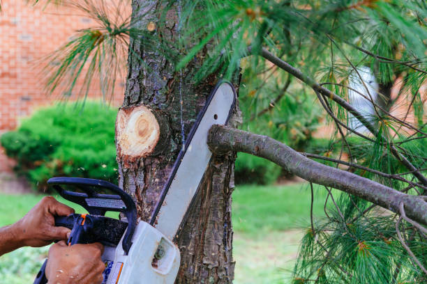 Best Tree Maintenance Programs  in Bradley, WV